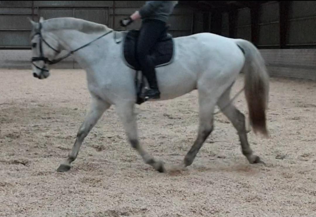 Dansk Varmblod Ronaldo  billede 13