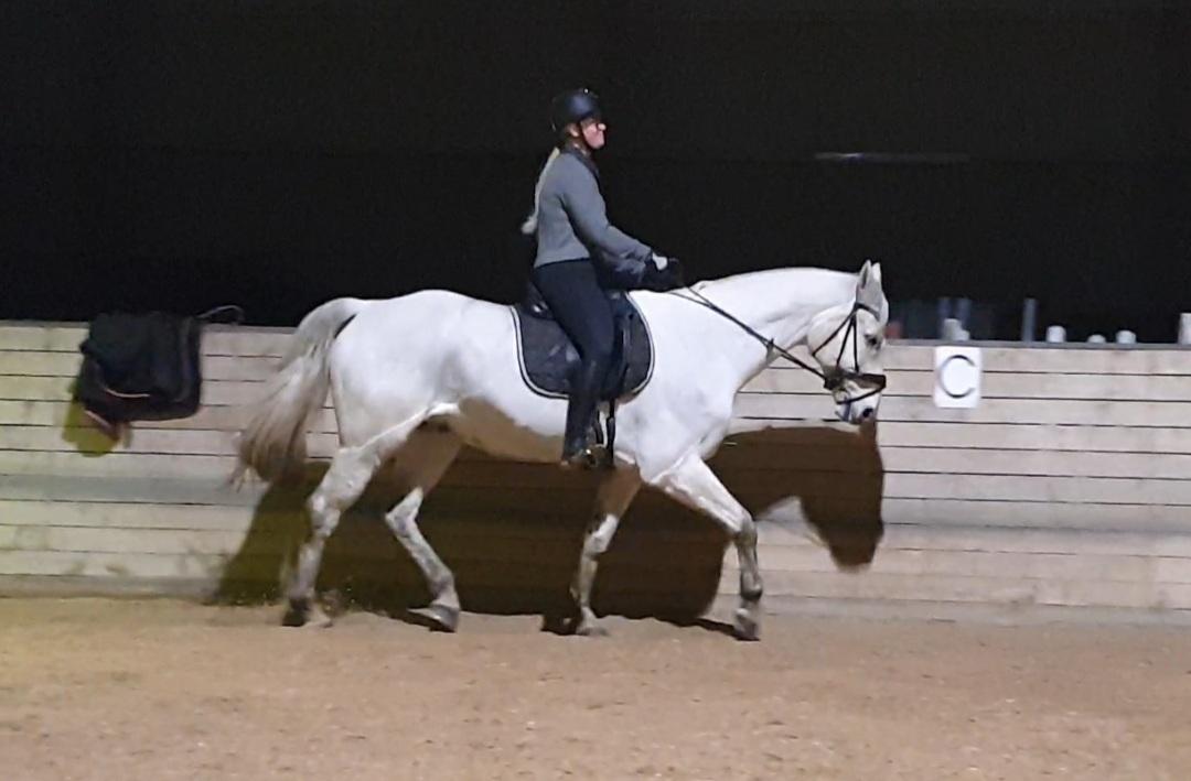 Dansk Varmblod Ronaldo  billede 10