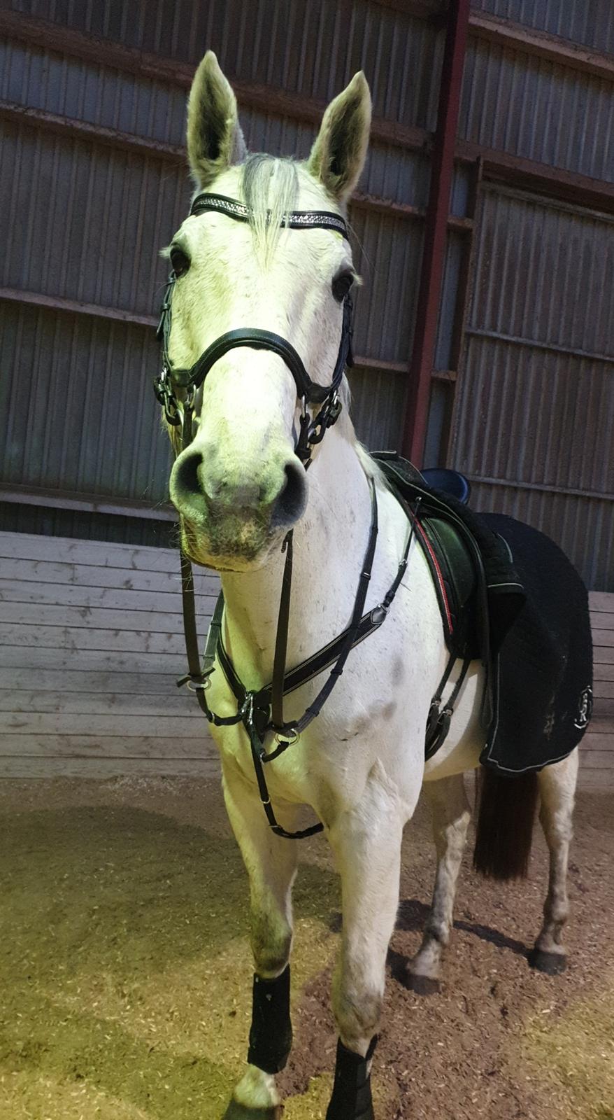 Dansk Varmblod Ronaldo  billede 2