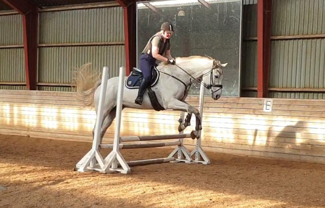 Dansk Varmblod Ronaldo  billede 18