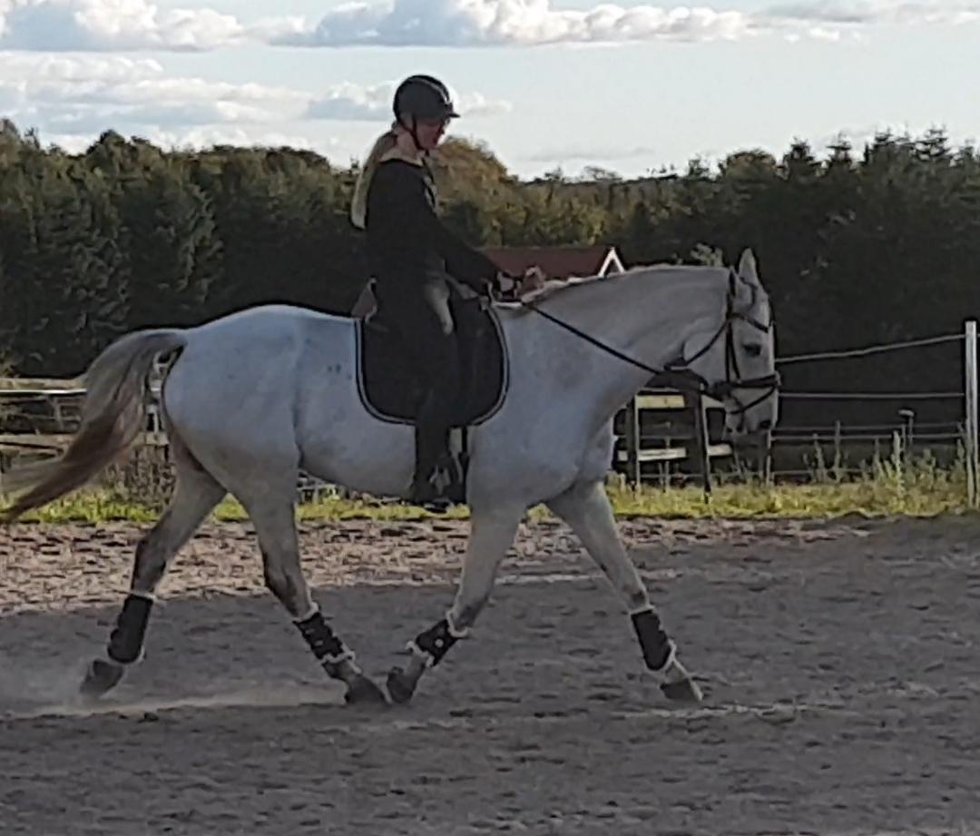 Dansk Varmblod Ronaldo  billede 16