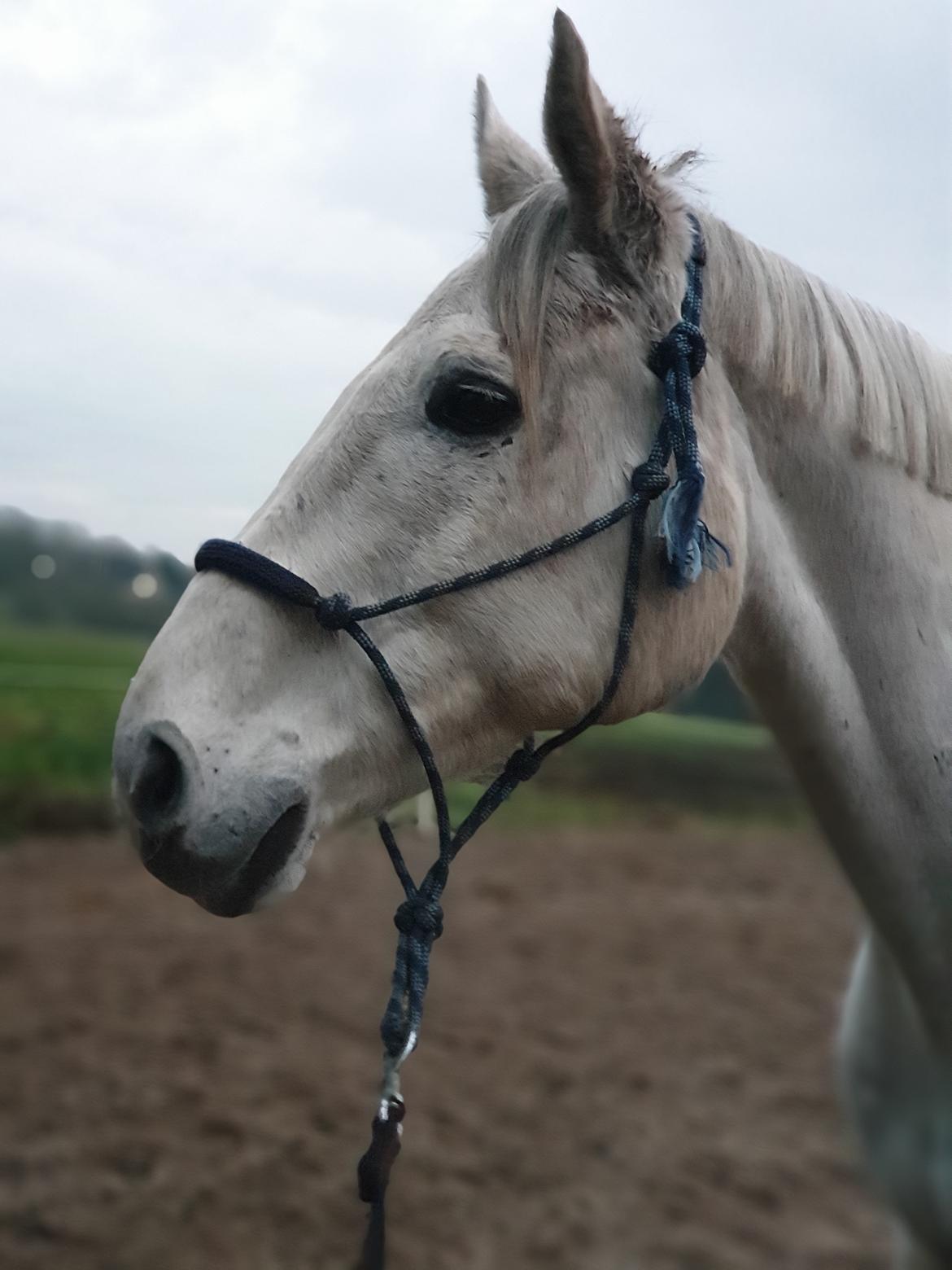 Dansk Varmblod Ronaldo  billede 12