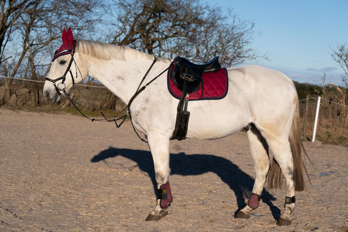 Dansk Varmblod Ronaldo  billede 5