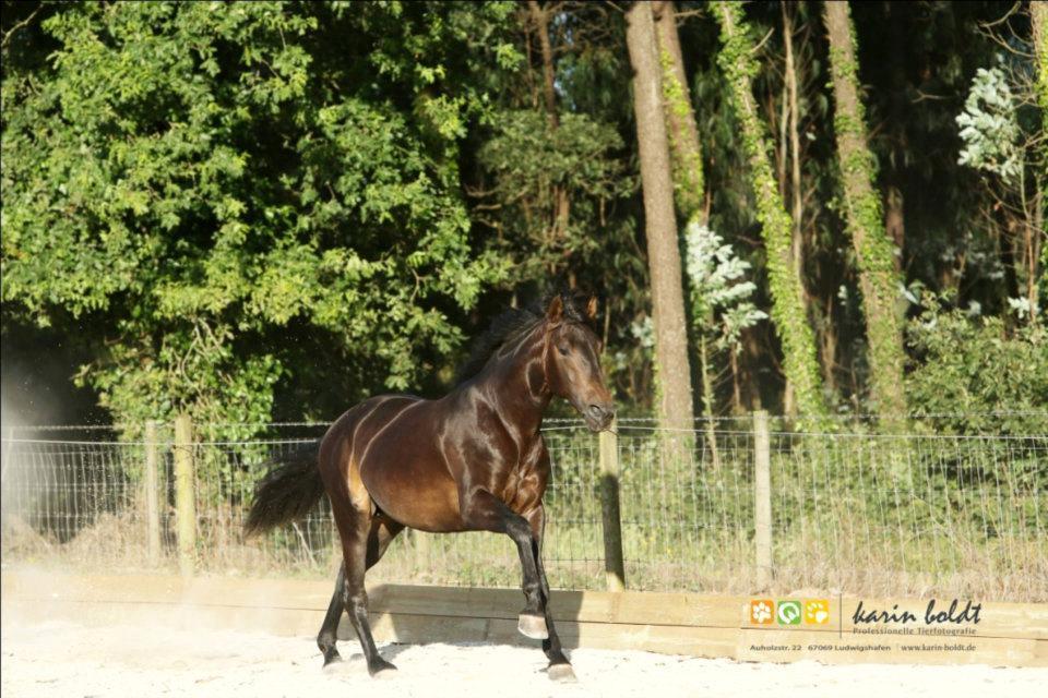 Lusitano Dilecto billede 1