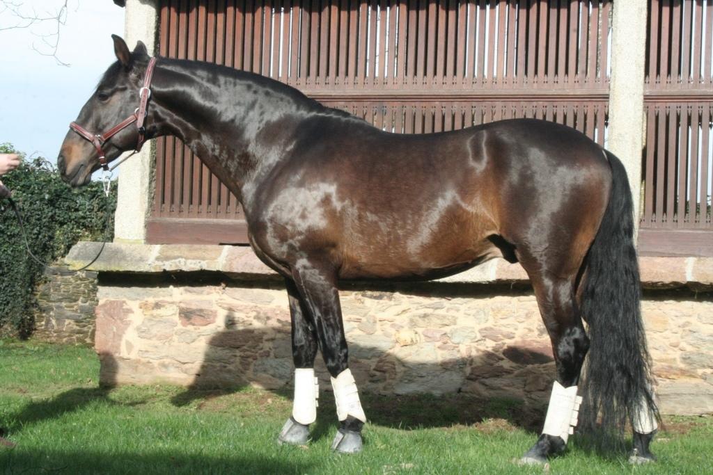 Lusitano Dilecto billede 3