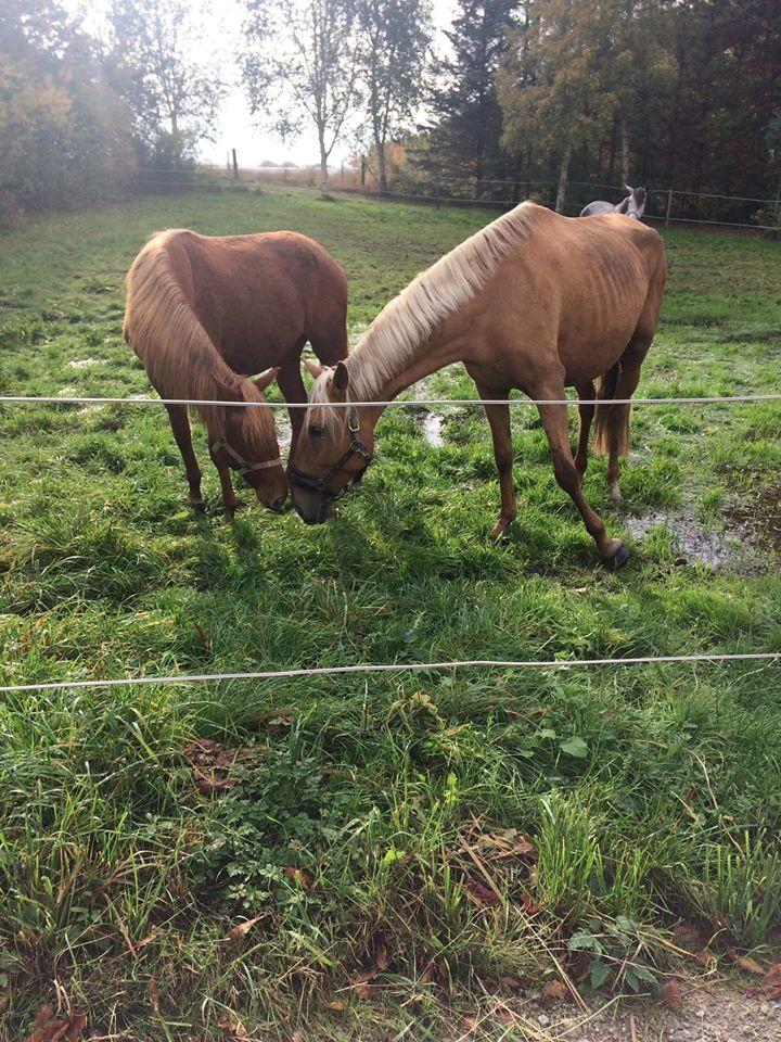 Lusitano Orphee billede 6