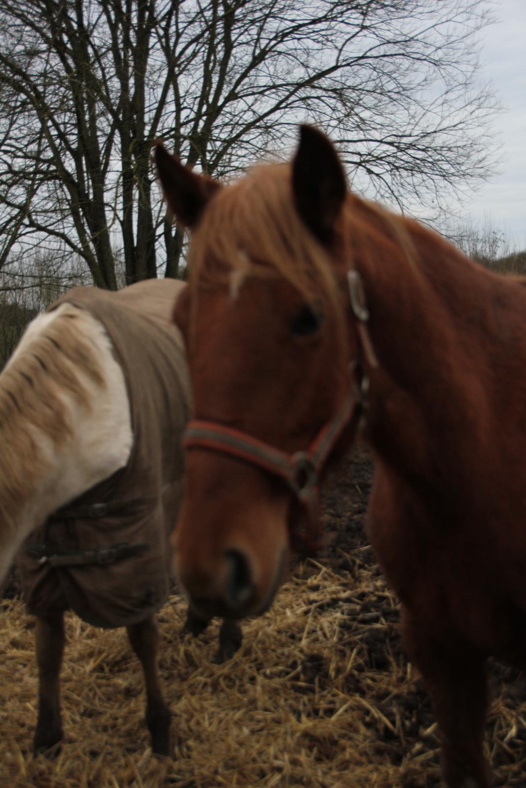 Lusitano Orphee billede 9