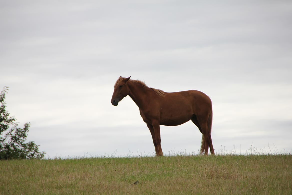 Lusitano Orphee billede 10