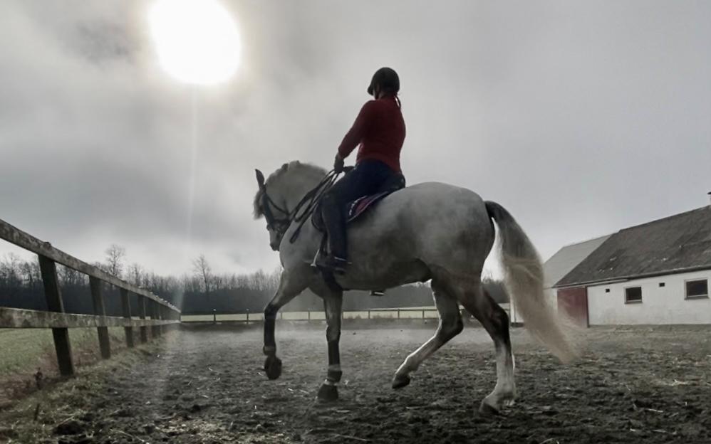 Lusitano Gladiador billede 11