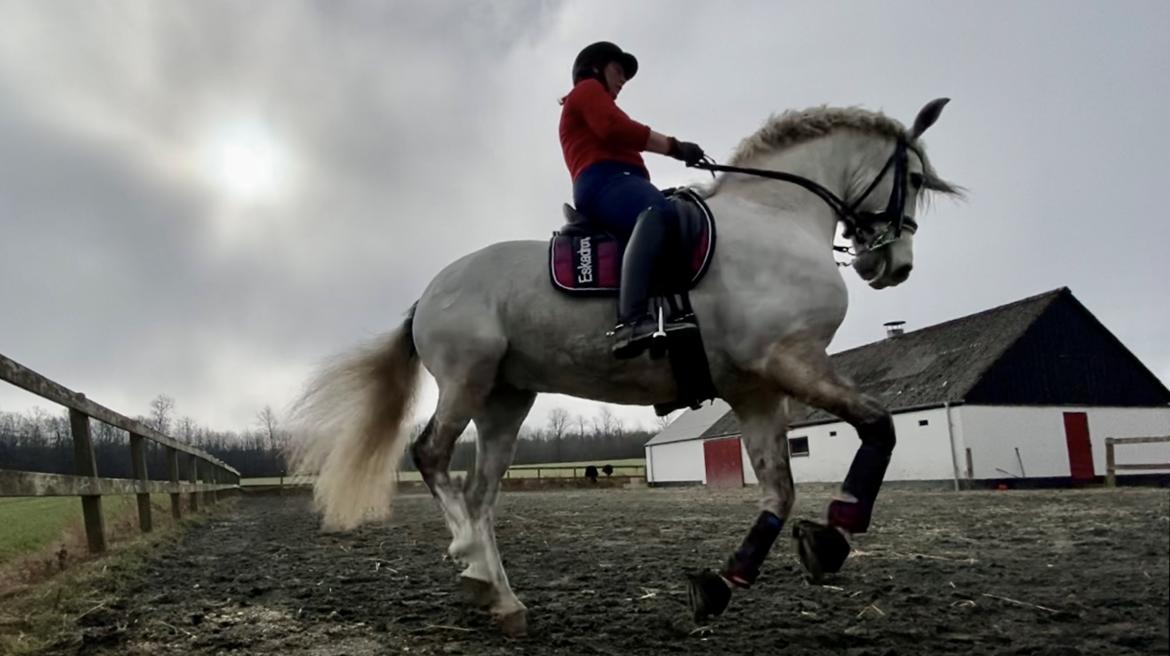 Lusitano Gladiador billede 10