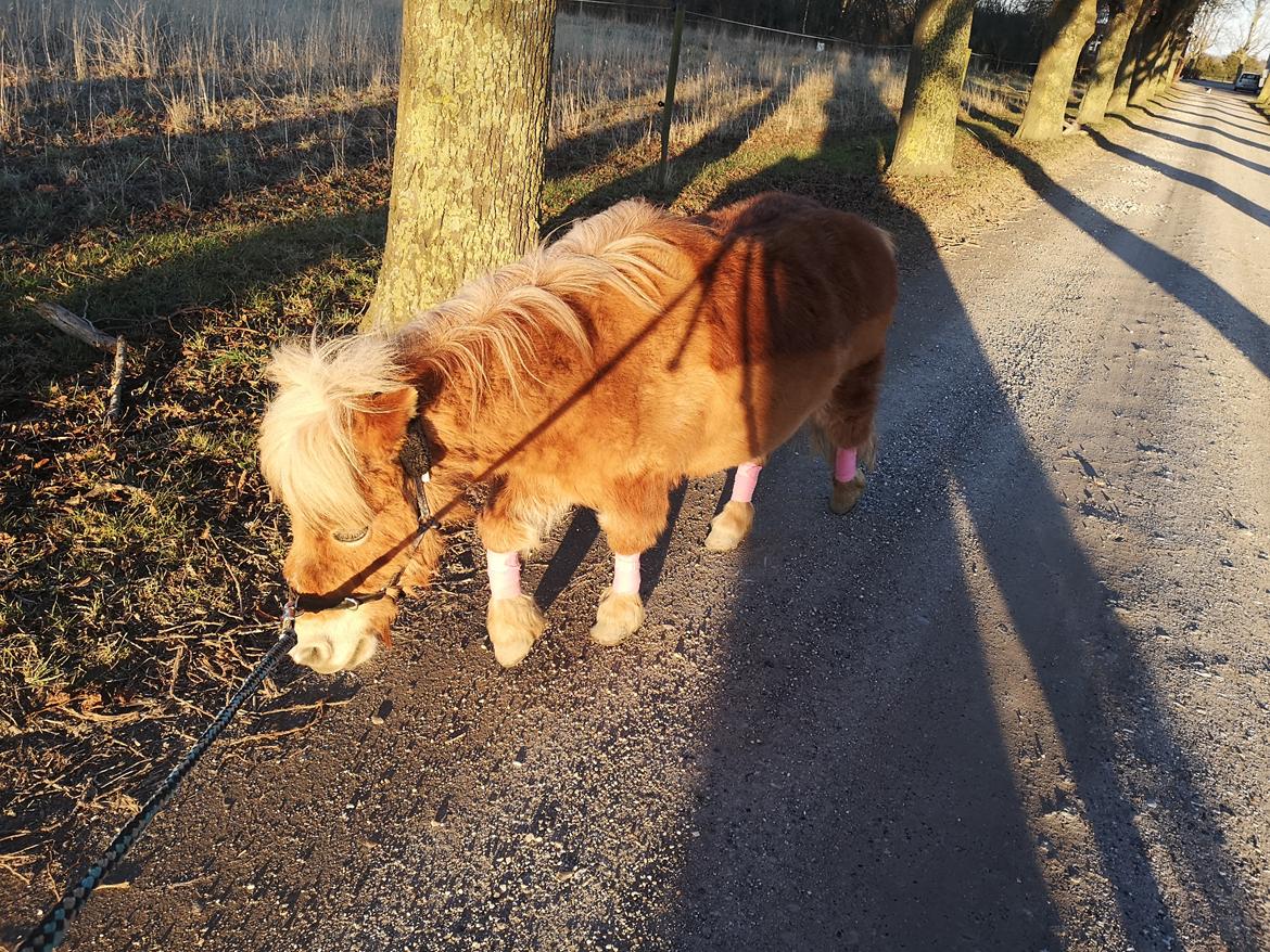 Shetlænder I Bella [Tilde - Lånepony] billede 15