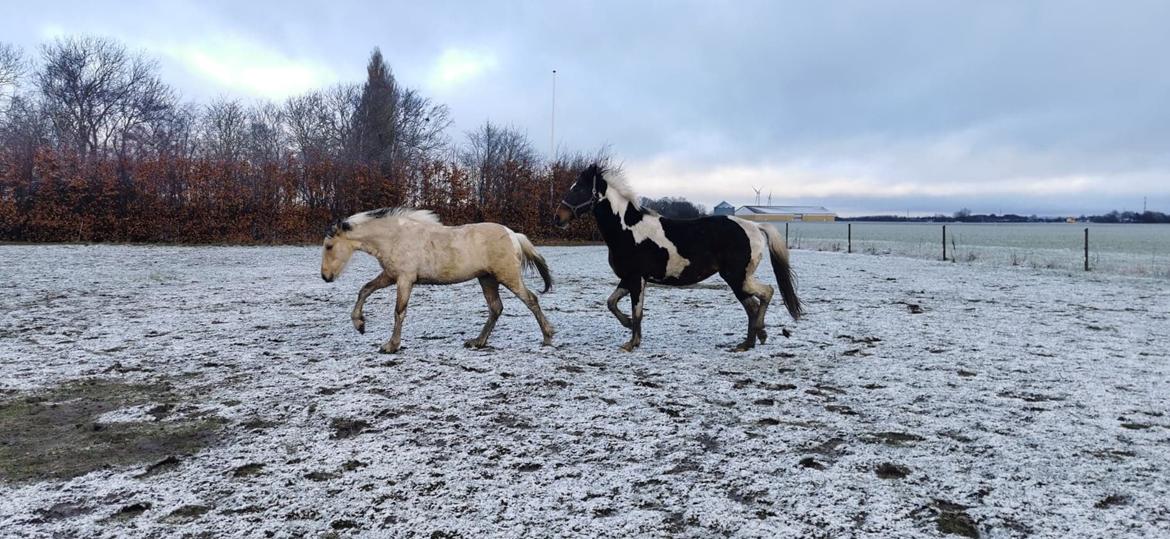 Anden særlig race Scammell's Amazing Spirit  - Maze og mor indy billede 6