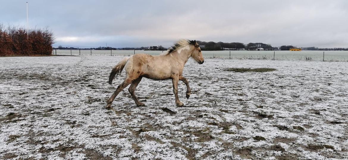 Anden særlig race Scammell's Amazing Spirit  billede 4