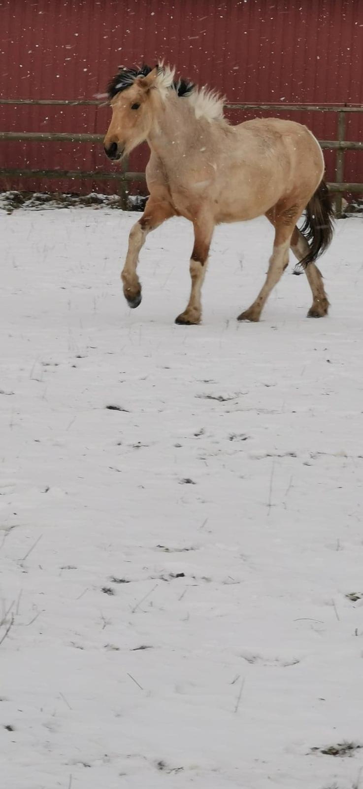 Anden særlig race Scammell's Amazing Spirit  billede 5