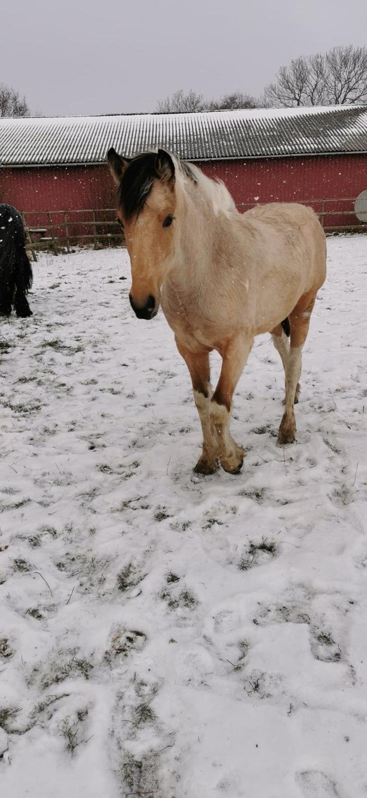 Anden særlig race Scammell's Amazing Spirit  billede 3