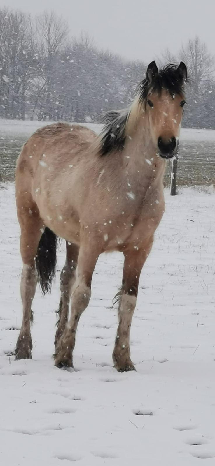 Anden særlig race Scammell's Amazing Spirit  billede 2