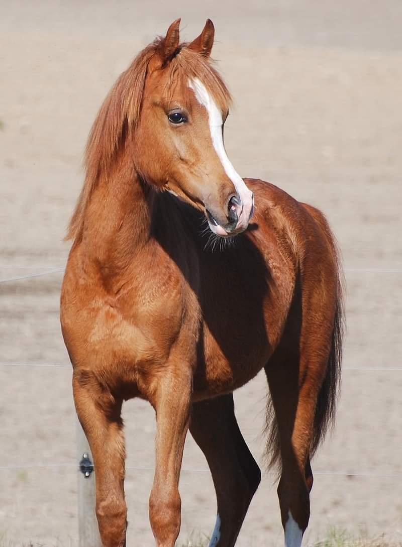 Arabisk fuldblod (OX) Itaya El Shaklan billede 48