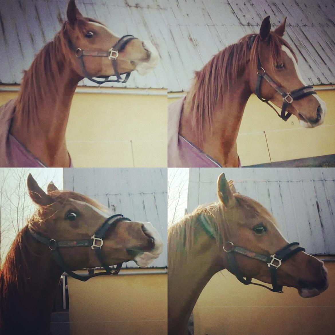 Arabisk fuldblod (OX) Itaya El Shaklan billede 46