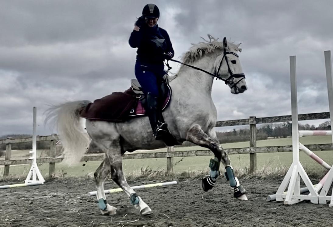 Lusitano Gladiador billede 12