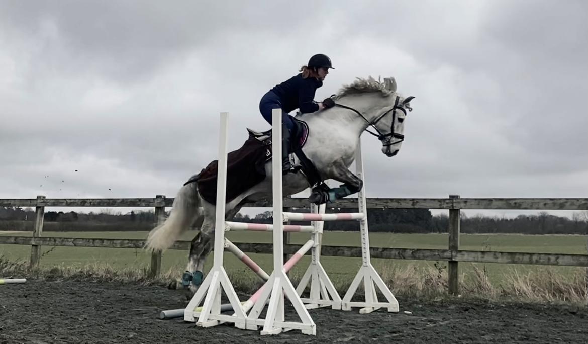 Lusitano Gladiador billede 15