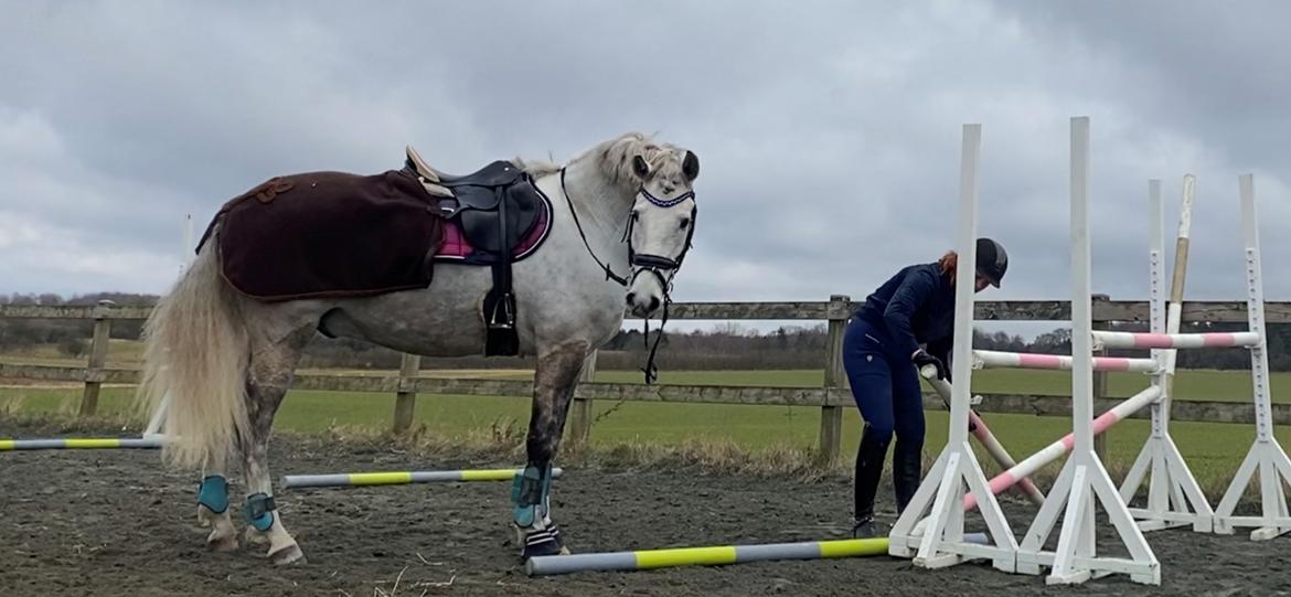 Lusitano Gladiador billede 13