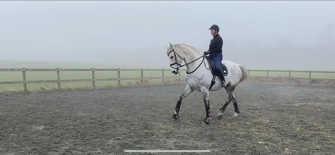 Dansk Varmblod Imatric (solgt) billede 25