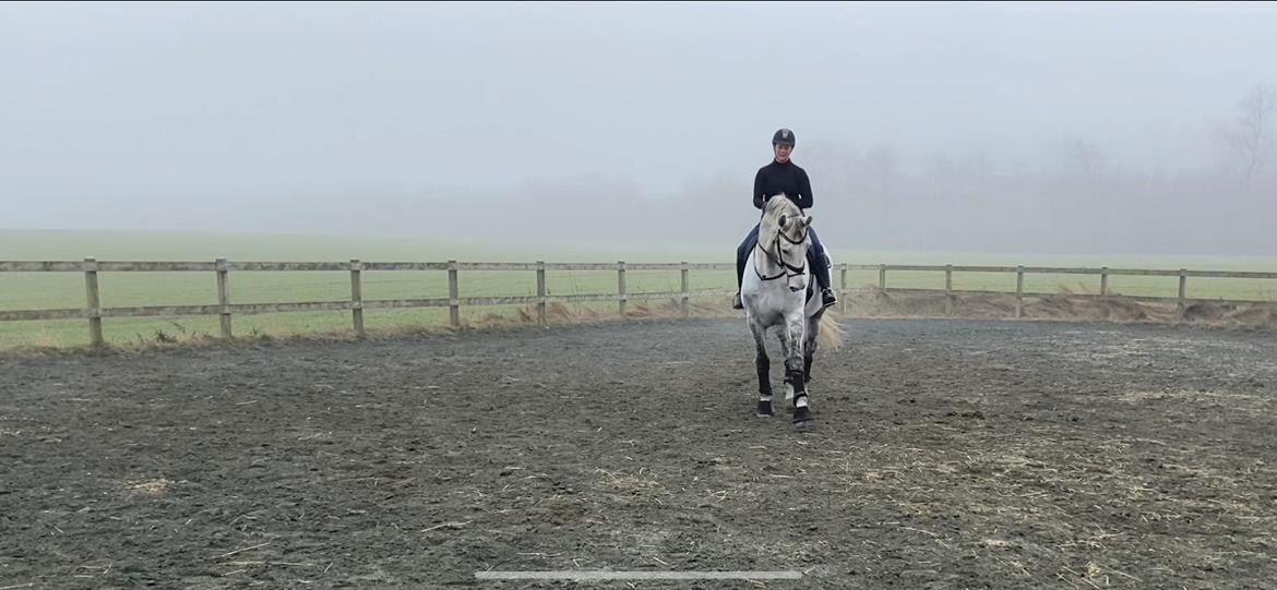 Dansk Varmblod Imatric (solgt) billede 27