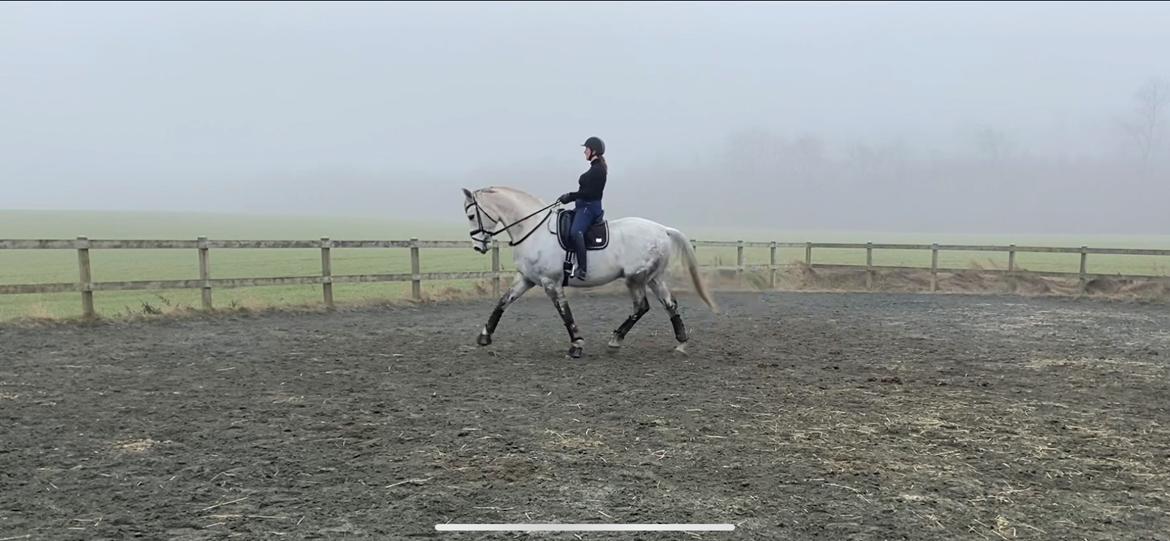 Dansk Varmblod Imatric (solgt) billede 26