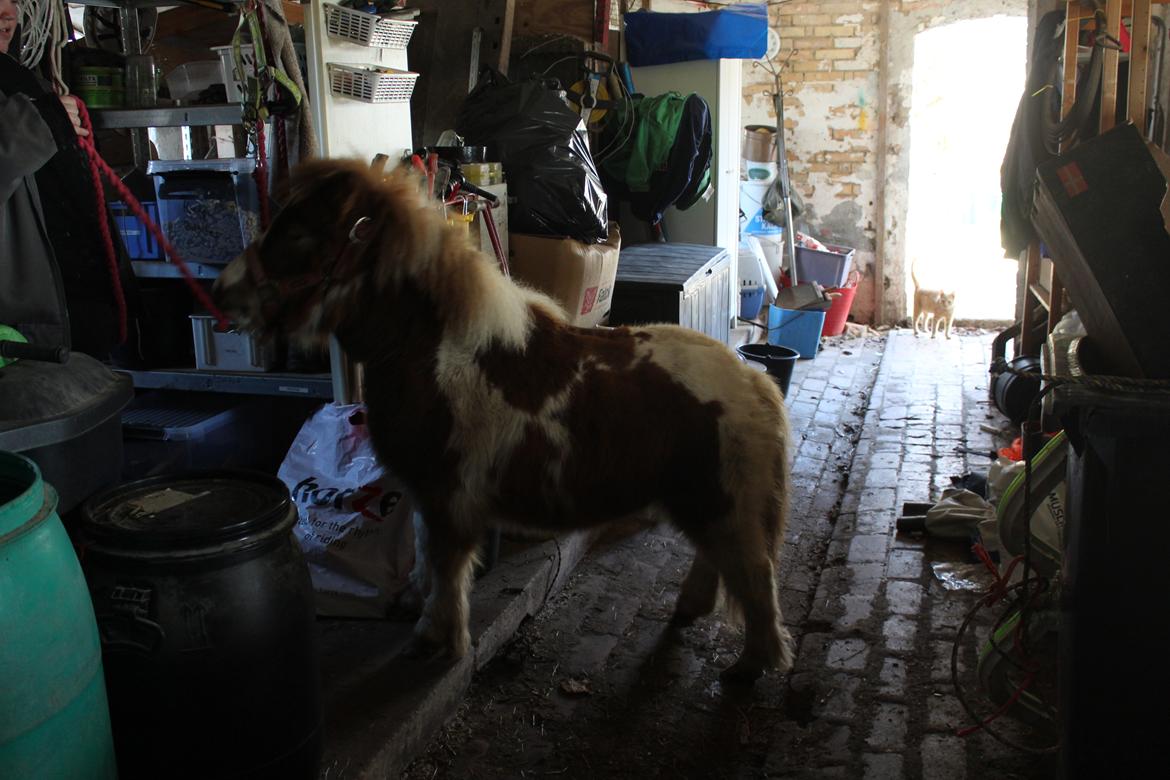 Shetlænder Indian Princess (Indi) - 04-03-21: 9 mdrs dag. Der øves i at gå op på kanter (i dette tilfælde en høj kant i stalden) billede 38