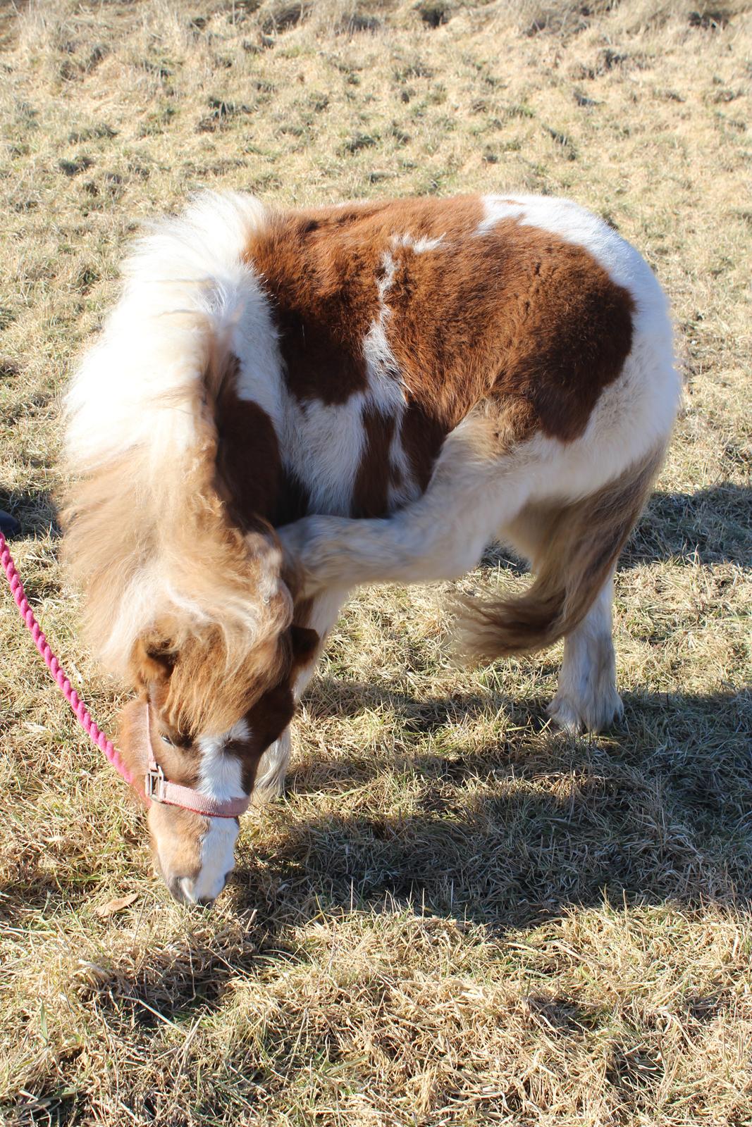 Shetlænder Indian Princess (Indi) - 04-03-21: 9 mdrs dag. billede 1