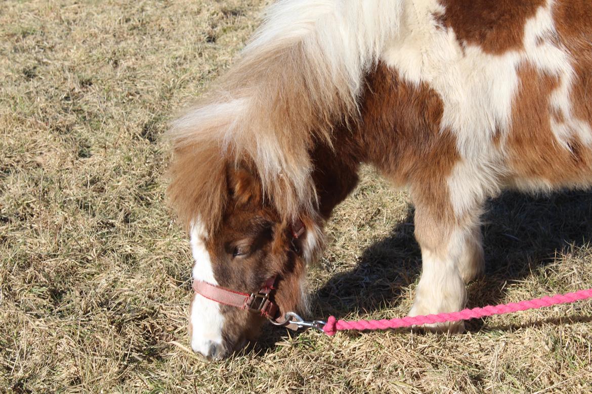 Shetlænder Indian Princess (Indi) - 04-03-21: 9 mdrs dag. billede 39