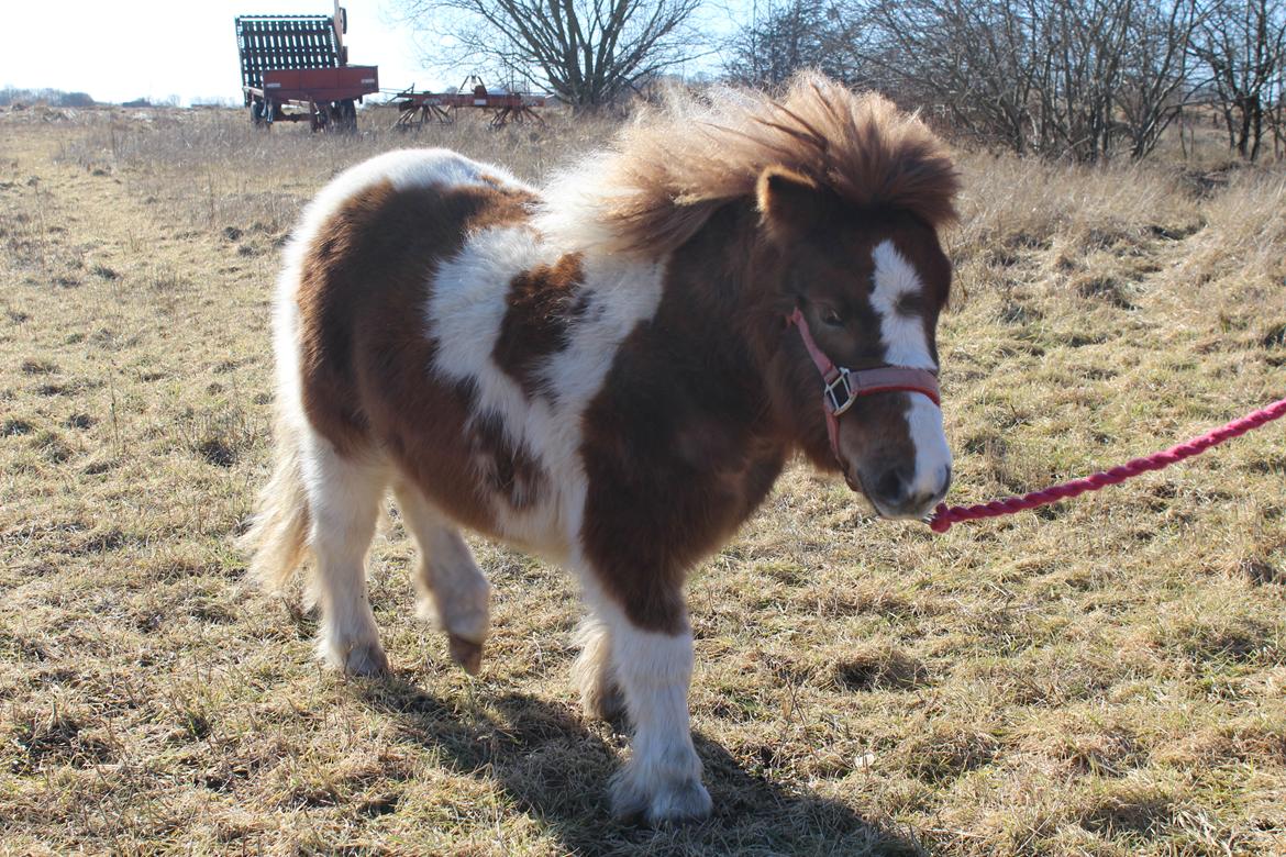 Shetlænder Indian Princess (Indi) - 04-03-21: 9 mdrs dag. billede 40