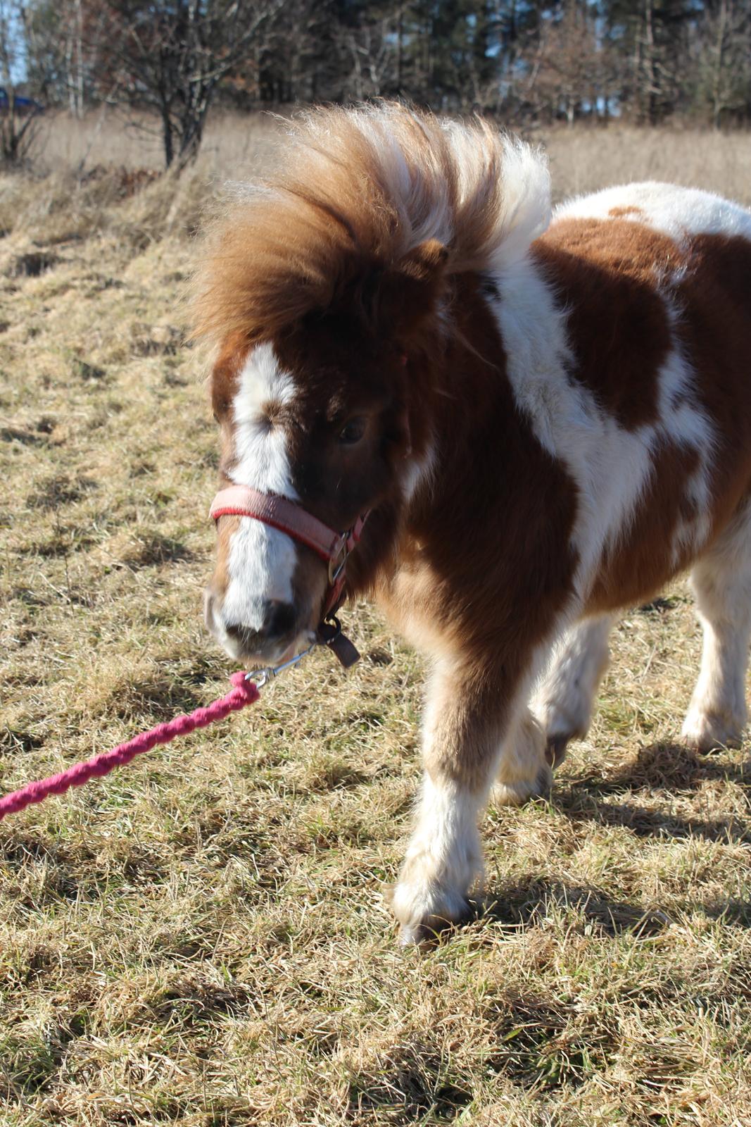 Shetlænder Indian Princess (Indi) - 04-03-21: 9 mdrs dag. billede 41