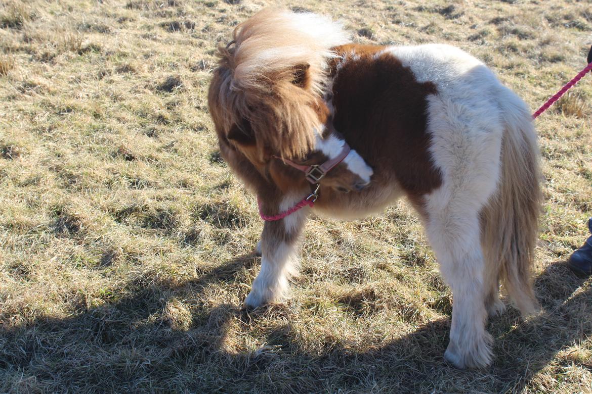 Shetlænder Indian Princess (Indi) - 04-03-21: 9 mdrs dag. billede 50