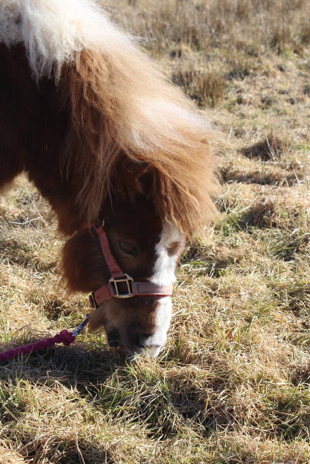 Shetlænder Indian Princess (Indi) - 04-03-21: 9 mdrs dag. billede 43