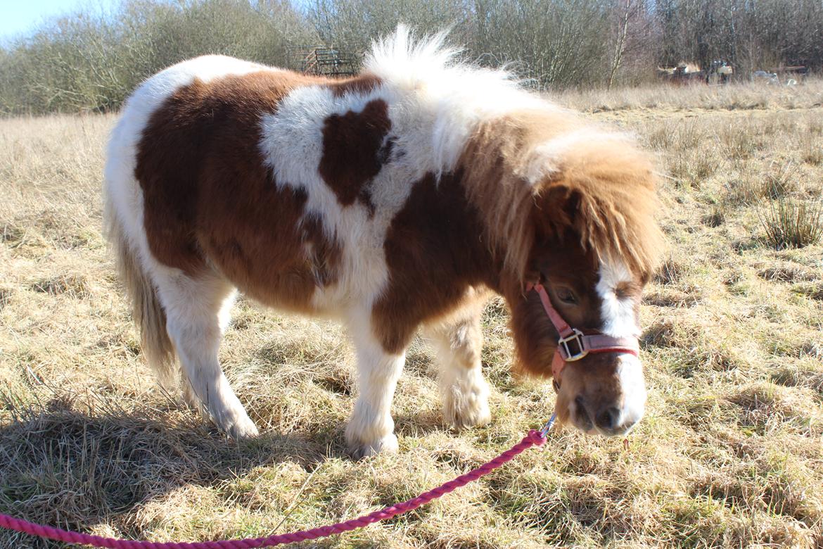 Shetlænder Indian Princess (Indi) - 04-03-21: 9 mdrs dag. billede 44