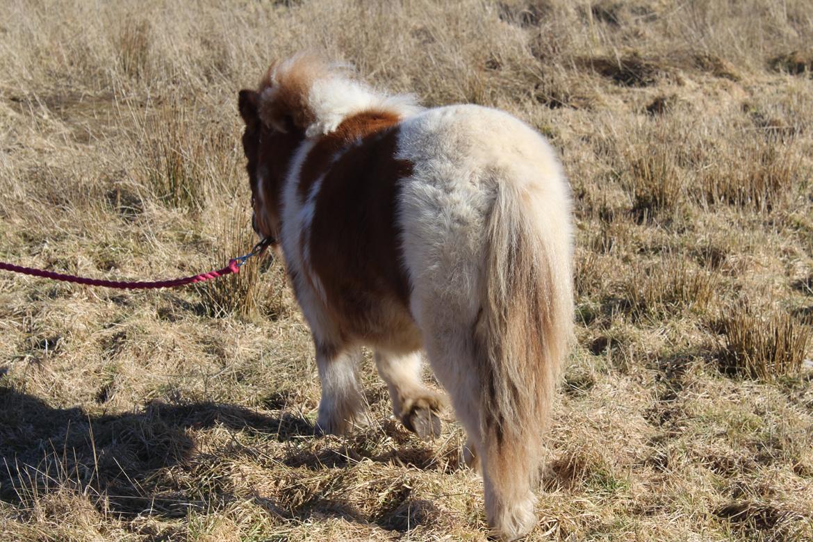 Shetlænder Indian Princess (Indi) - 04-03-21: 9 mdrs dag. billede 47