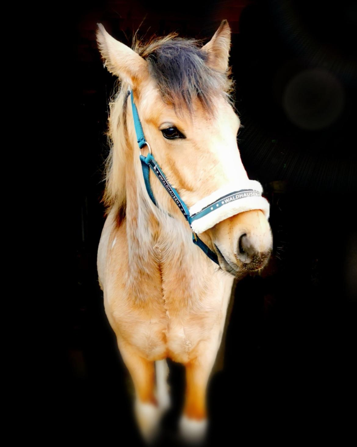 Anden særlig race Scammell's Amazing Spirit  billede 1