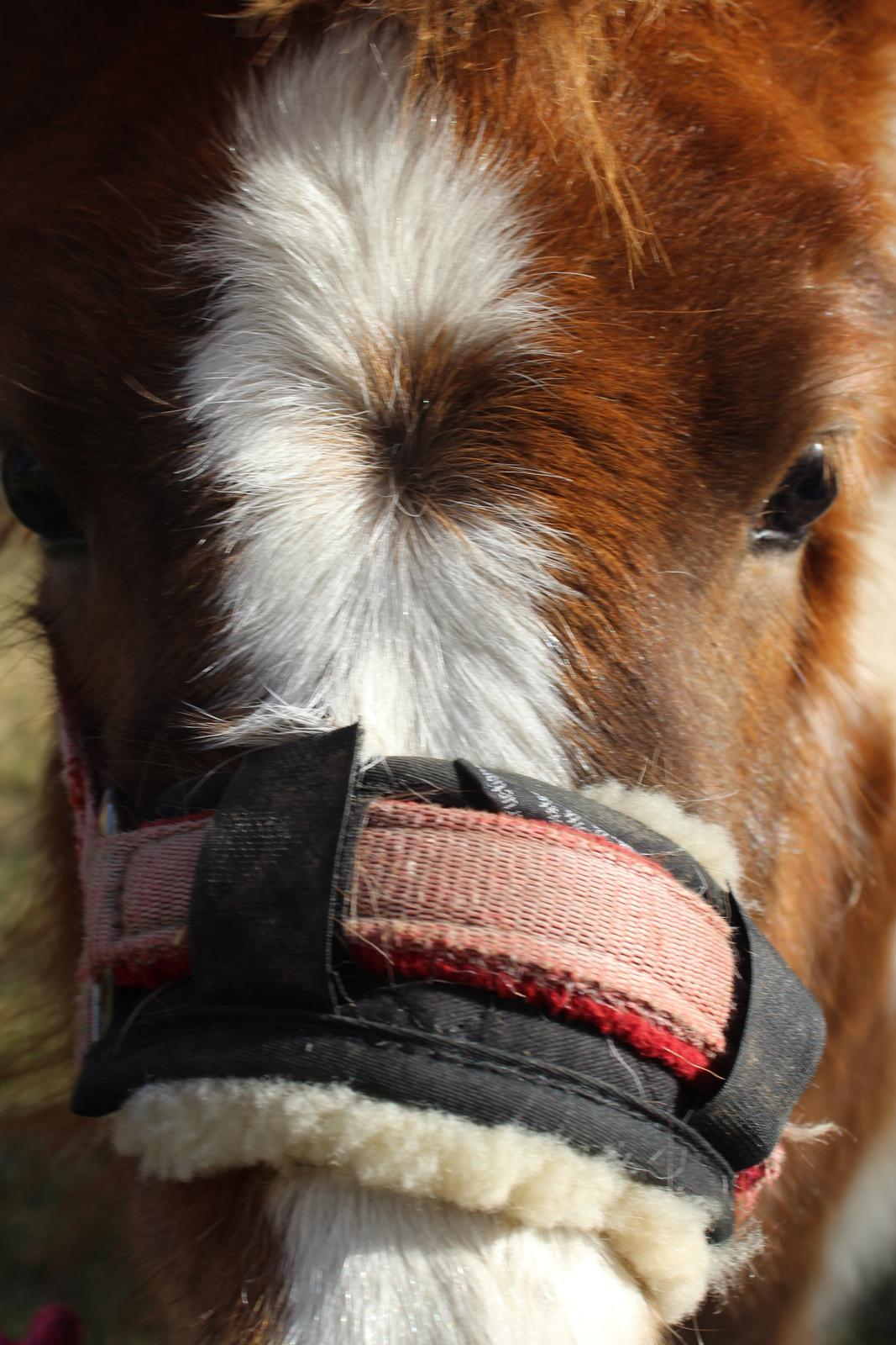 Shetlænder Indian Princess (Indi) - 06. marts 21: Sidste dag med Indi billede 42