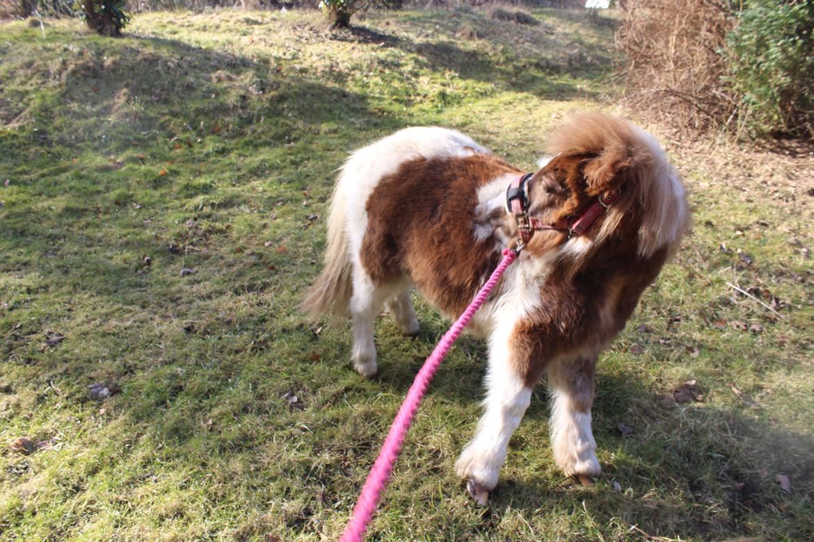 Shetlænder Indian Princess (Indi) - 06. marts 21: Sidste dag med Indi billede 45