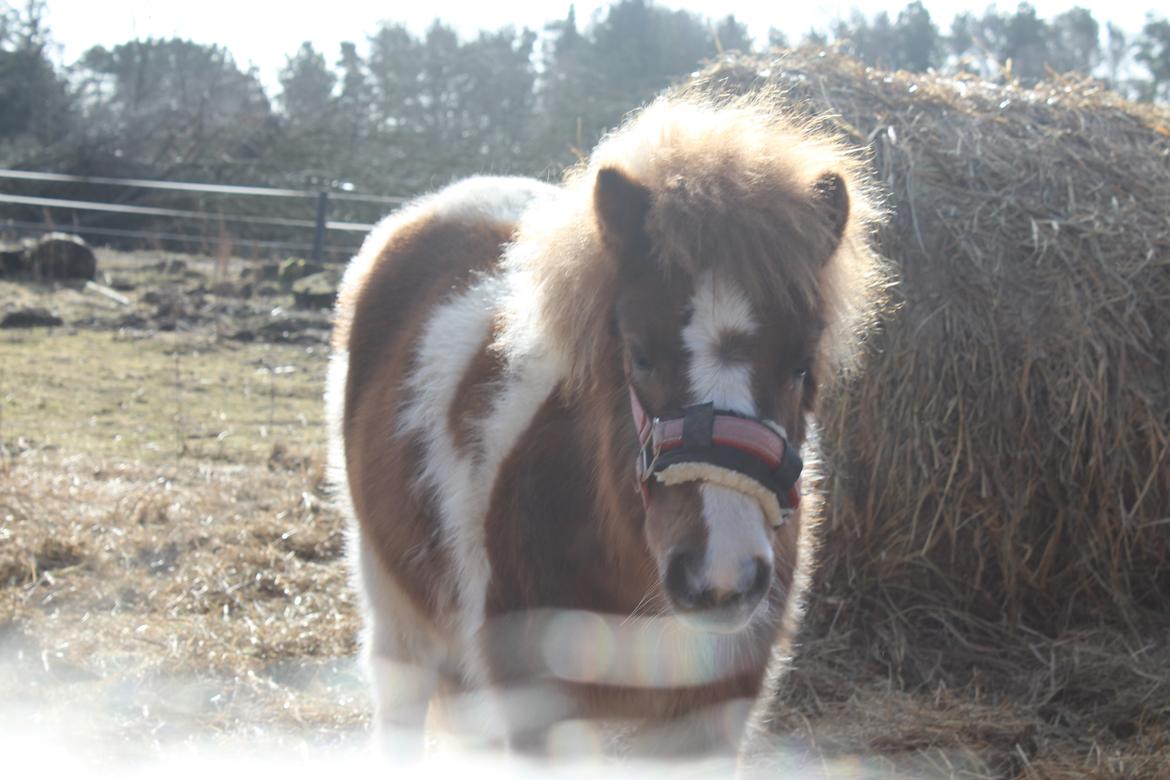 Shetlænder Indian Princess (Indi) - 06. marts 21: Sidste dag med Indi (Billedet er taget hen over ryggen på Bella) billede 46