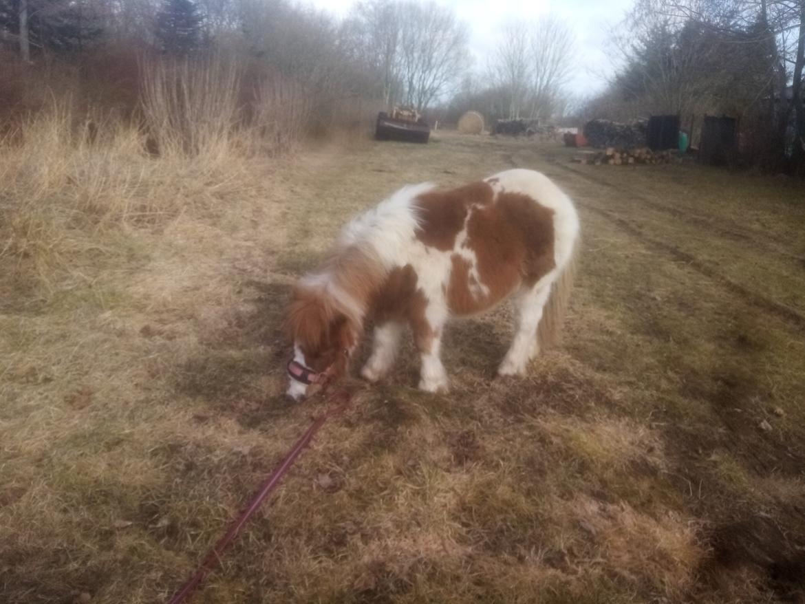 Shetlænder Indian Princess (Indi) - 06. marts 21: Sidste dag med Indi - aller sidste billede af Indi, mens hun endnu er min.  billede 48