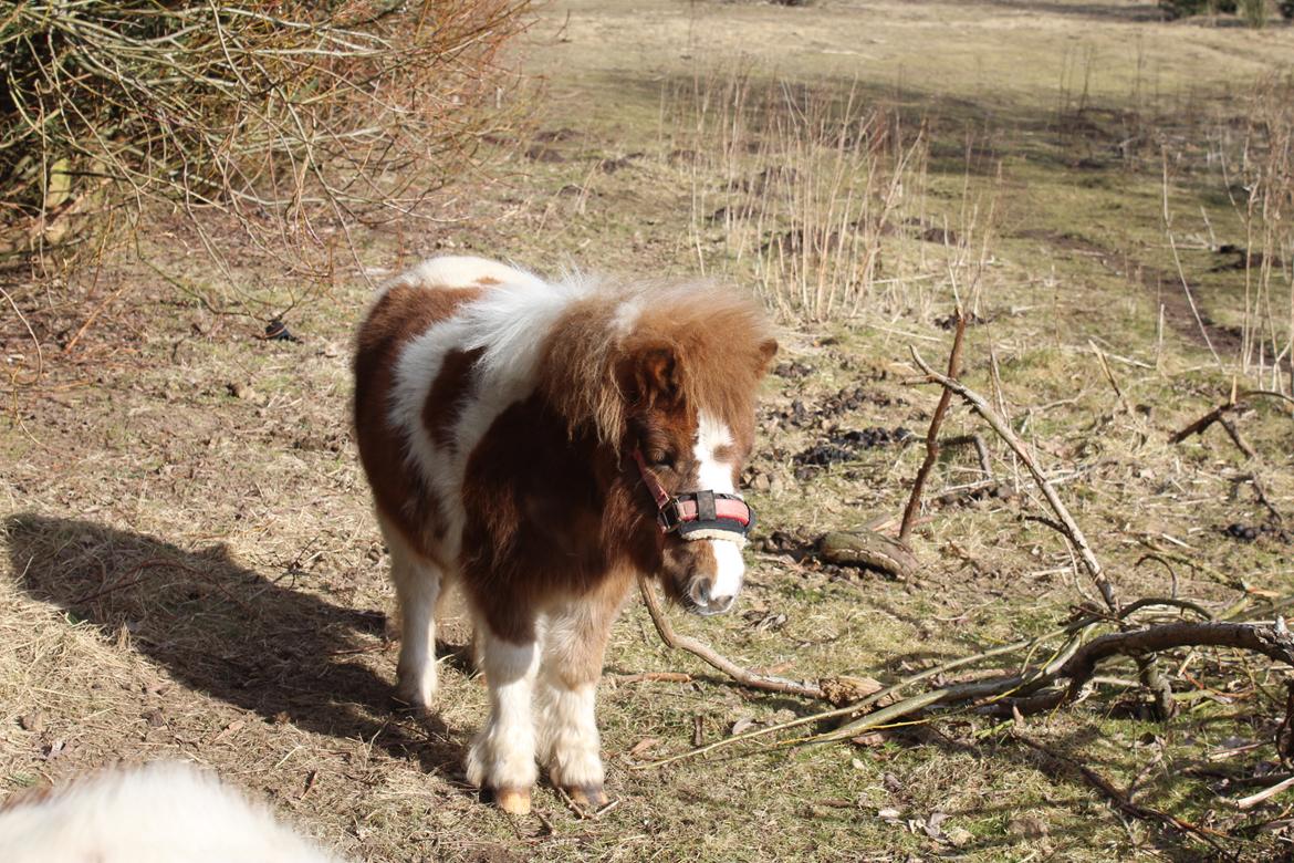 Shetlænder Indian Princess (Indi) - 06. marts 21: Sidste dag med Indi billede 49