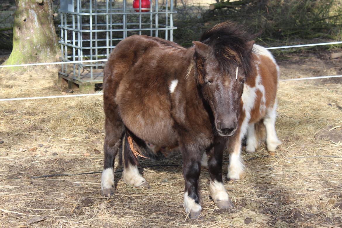 Shetlænder Coco - 06. marts 21  billede 31