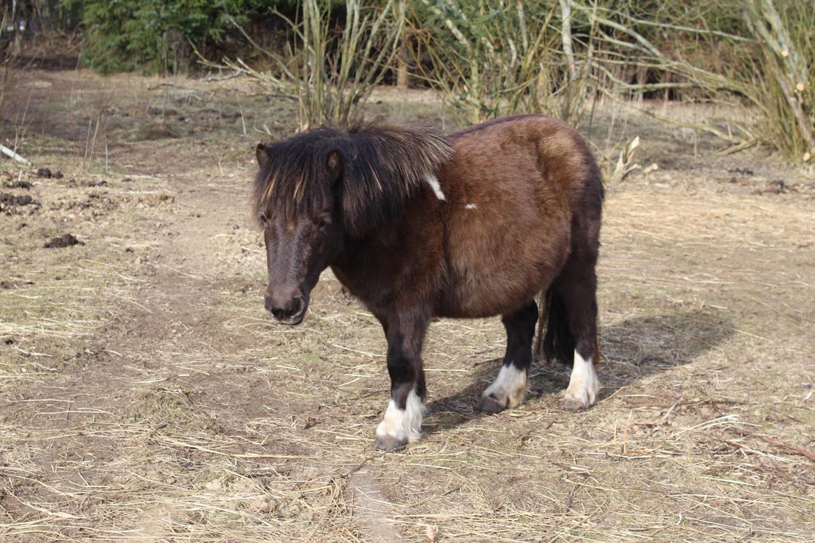 Shetlænder Coco - 06. marts 21 billede 32