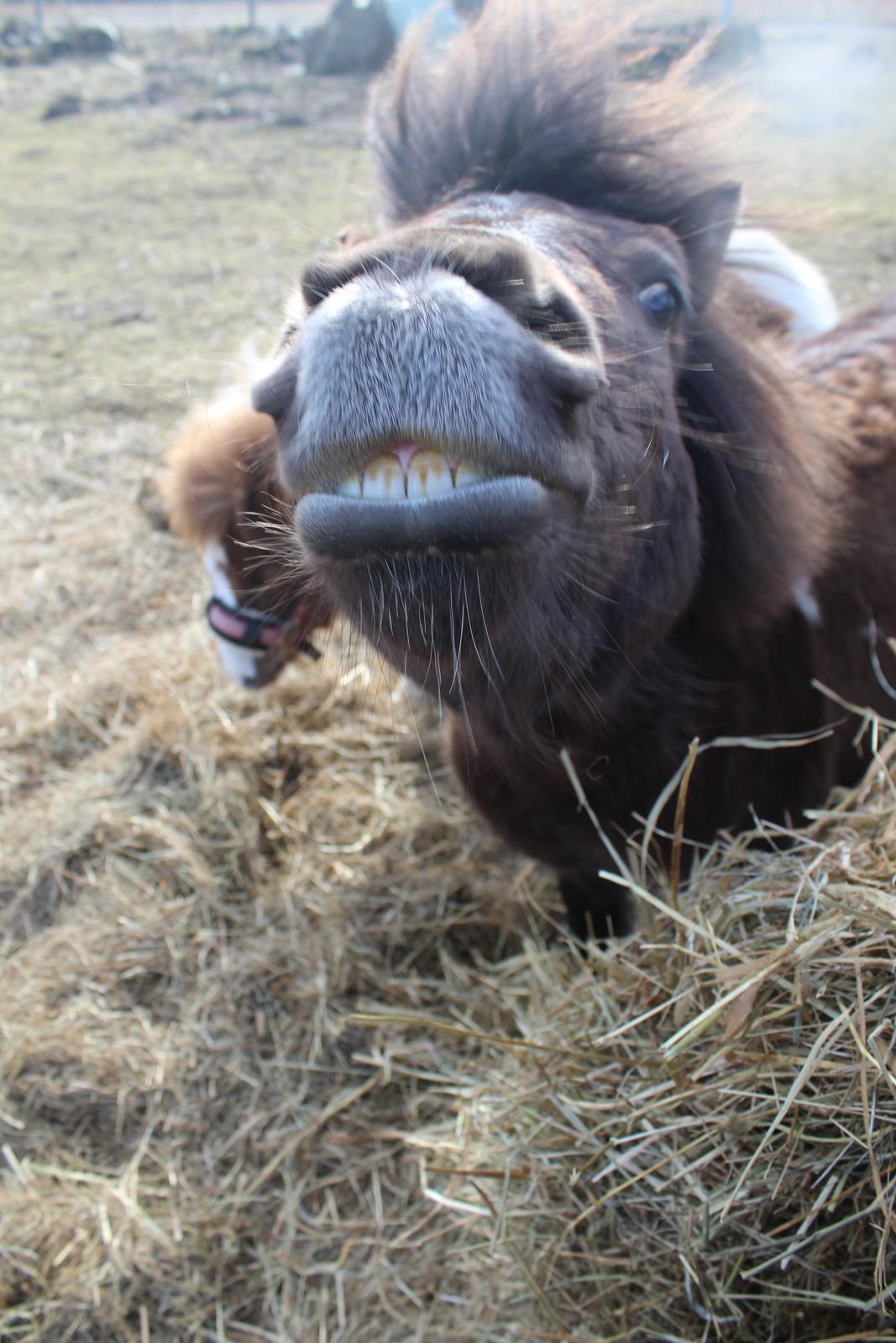 Shetlænder Coco - 06. marts 21: Smil! billede 33