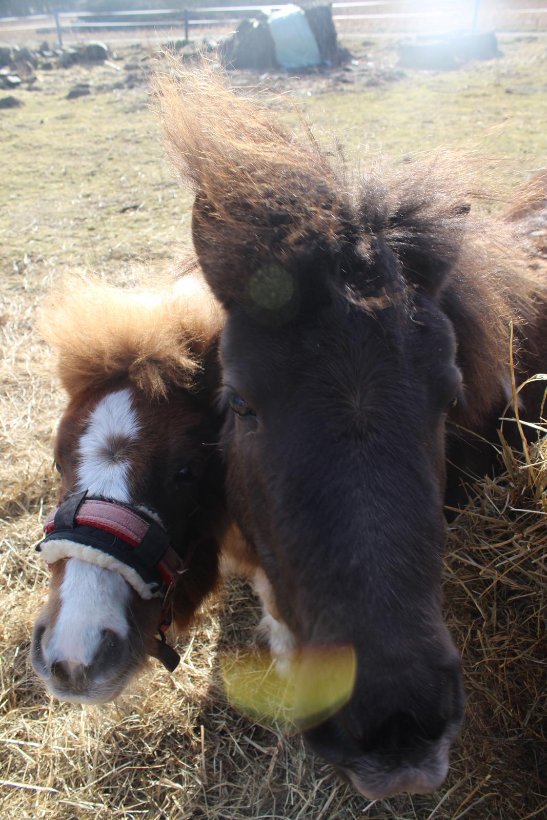 Shetlænder Coco - 06. marts 21: Mor og datter billede 34