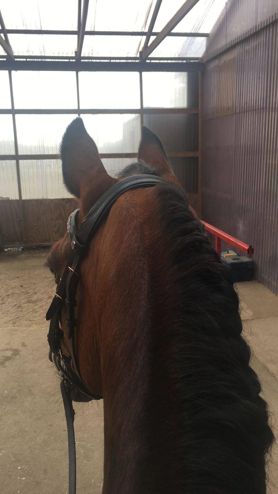 DSP Boliviano (Cas) billede 12