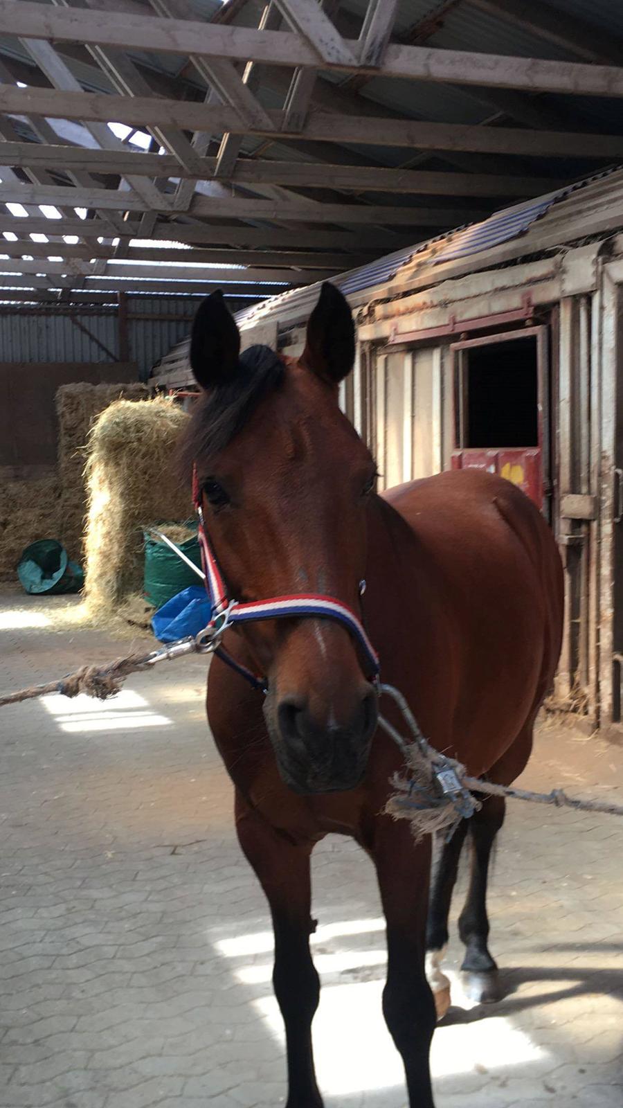 DSP Boliviano (Cas) billede 13