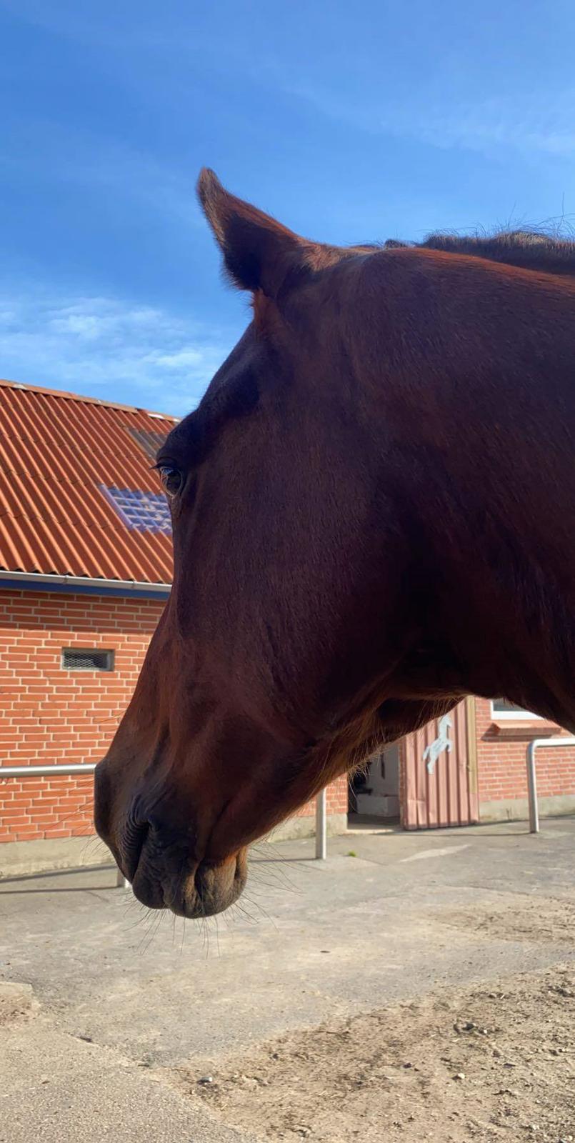 DSP Boliviano (Cas) billede 14